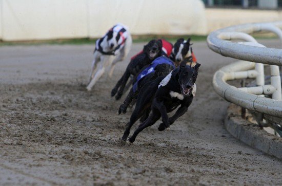 greyhound action at Yarmouth Stadium in the 72nd RPGTV EastAnglian Greyhound derby. (c)Rob Colman