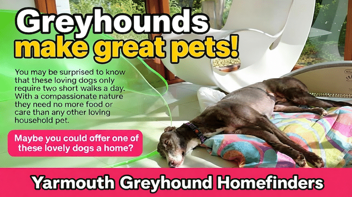 Greyhounds as pets