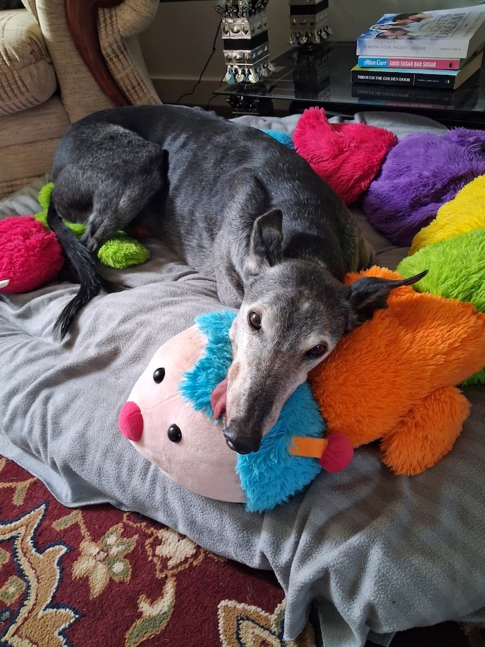 Greyhound Homefinders